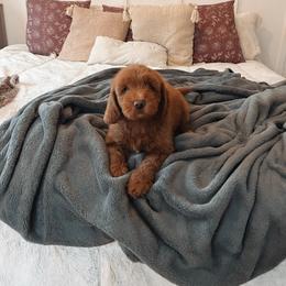 Goldendoodle Puppies from Peach and Honey Doodles
