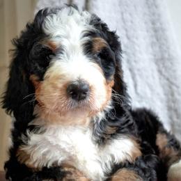 Delta - Tri-color female Bernedoodle puppy in Folsom, Louisiana from DoodlesFarmCo