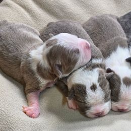 Muffin - Lilac female Boston Terrier puppy in Millers Creek, North Carolina from Tumbling Shoals Hilltop Bostons