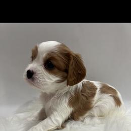 Cavalier King Charles Spaniel Puppies from Beverlywood Cavaliers