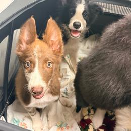 Utah - Red merle male Border Collie puppy in Cedartown, Georgia from Ferguson Border Collies