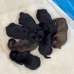Black girl 1 - Black female Scottish Terrier puppy in Wellston, Ohio from White Apple Kennel
