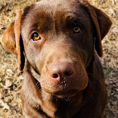 Bonnie - Labrador Retriever