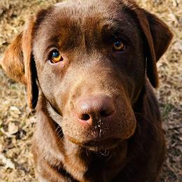 Bonnie - Labrador Retriever