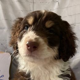 3 - Red tri-color female Aussiedoodle puppy in Tenino, Washington from Silvercreek Aussies and doodles