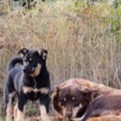 Lapponian Herders from Timberview Farm Lapponian Herders