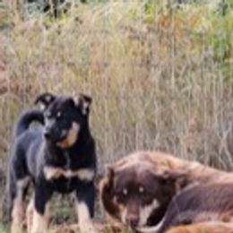 Lapponian Herders from Timberview Farm Lapponian Herders