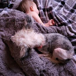Chinese Crested and Shih Tzu All Grown Up from Wuppie Tree House