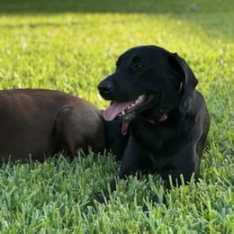 Labrador Retrievers from Seaside Labradors