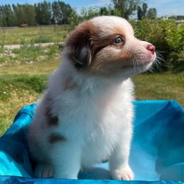 Kiani-Red Merle girl 1 - Red merle female Australian Shepherd puppy in Castle Rock, Washington from Zoolo Kennels