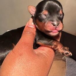 CKC Mochi - Black and tan male Yorkshire Terrier puppy in North Carolina from Many Minnie Yorkies