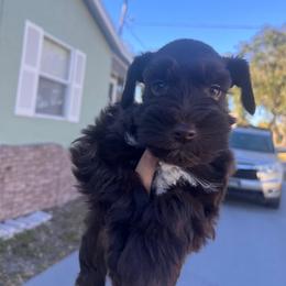 Bashful - Parti female Miniature Schnauzer puppy in Tampa, Florida from PNQ Breeding