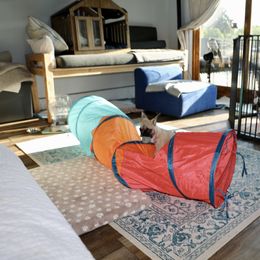 French Bulldog Puppies from Camp Fine Frenchies