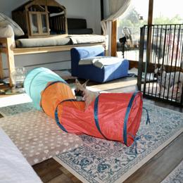 French Bulldog Puppies from Camp Fine Frenchies
