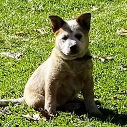 Australian Cattle Dog Puppies from Buffalo Valley AKC Austrlian cattle dogs