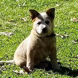 Australian Cattle Dog Puppies from Buffalo Valley AKC Austrlian cattle dogs