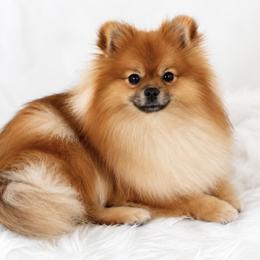 Kaluah - Pomeranian