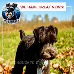 Miniature Schnauzer puppies from Schnauzers of Blue Ridge
