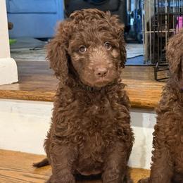 Willow - Chocolate female Labradoodle puppy in Stamford, Connecticut from Doodles of CT