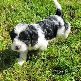 Aphrodite - Black and white female Cavapoo puppy in Auburn, California from Gold Country Doodles