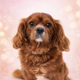 Cavalier King Charles Spaniel puppies from Comfort Royalty Cavaliers