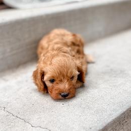 Cinnamon - Red female Cavapoo puppy in Saint George, Utah from Fitzdoodles