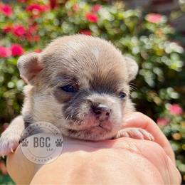 Slate - Blue fawn male Chihuahua puppy in Forsyth, Georgia from Brooks Grove Canines LLC
