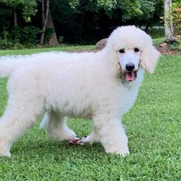 Poodle All Grown Up from Copper Canyon Standard Poodles