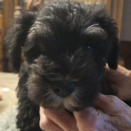 Miniature Schnauzers from Aljamar and suelen