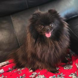 Pomeranian Puppies from POMS OF CBBK