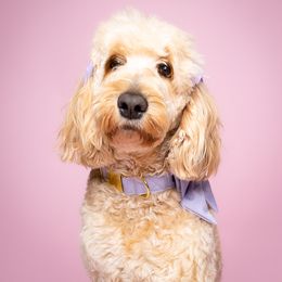 Sasha - Goldendoodle