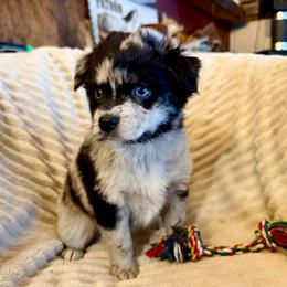Splash - Blue merle female Miniature Australian Shepherd puppy in New Hampton, Iowa from Full River Australian Shepherds