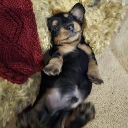 Dachshund Puppies from 4H Farms Dachshunds