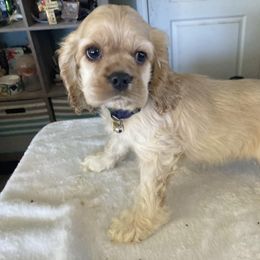 Cocker Spaniel Puppies from Kayceyz Cockers