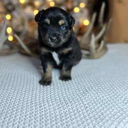 Miniature Australian Shepherd Puppies from Quartz Creek Aussies