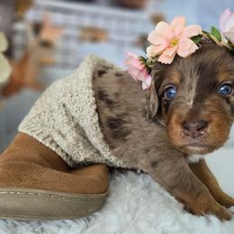 Ivy - Red merle female Aussiedoodle puppy in Prescott Valley, Arizona from Ramirez Family Doodles