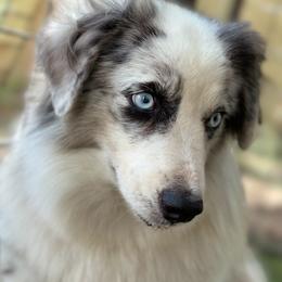 Spur - Toy Australian Shepherd