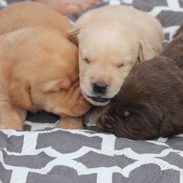 Labrador Retriever Puppies from Palm Beach Labradors