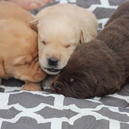 Labrador Retriever Puppies from Palm Beach Labradors