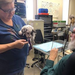 Dalmatian and Labrador Retriever Puppies from ECMO Farm Dalmatians & ECMO Farm Fox Red Labs