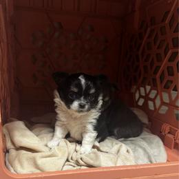 Boy 1 - Black and white male Chihuahua puppy in Davenport, Florida from Clan Cordovathone