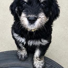 Hei Hey (Yellow) - male Golden Mountain Doodle puppy in Boiling Springs, South Carolina from OlliePups, LLC