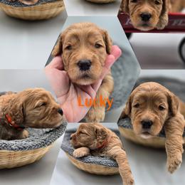 Lucky - Apricot male Goldendoodle puppy in Summerville, South Carolina from Channys Doodles