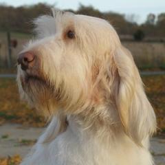 Spinoni Italiani from Bella Campo Spinone