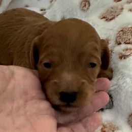 Goldendoodle Puppies from Miss Cindy’s Doodles