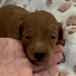 Goldendoodle Puppies from Miss Cindy’s Doodles