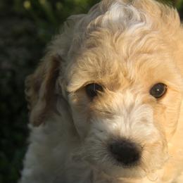 Australian Shepherd, Goldendoodle, and Poodle Puppies from 5AFarms