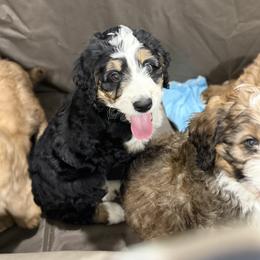 Airedale Terrier, Bernedoodle, and Bernese Mountain Dog Puppies from Beitzel Babies