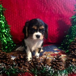 Max - Tri-color male Cavalier King Charles Spaniel puppy in Pennsylvania from Julie's Cavalier King Charles Spaniels