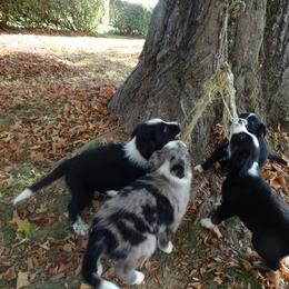 Australian Shepherd Puppies from MilkyWay Aussies with Tails